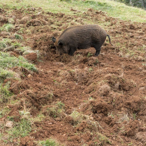 tiervergraemung